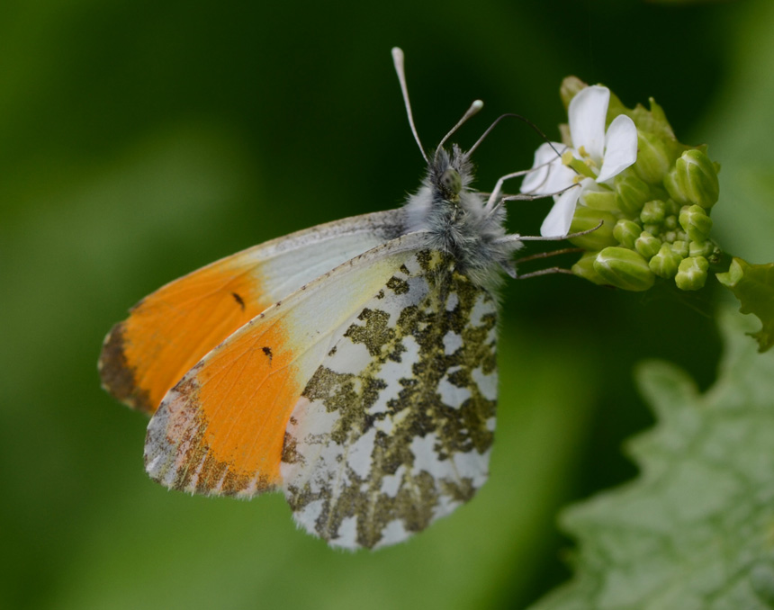 Orange tip ©2014 Steve Arnold