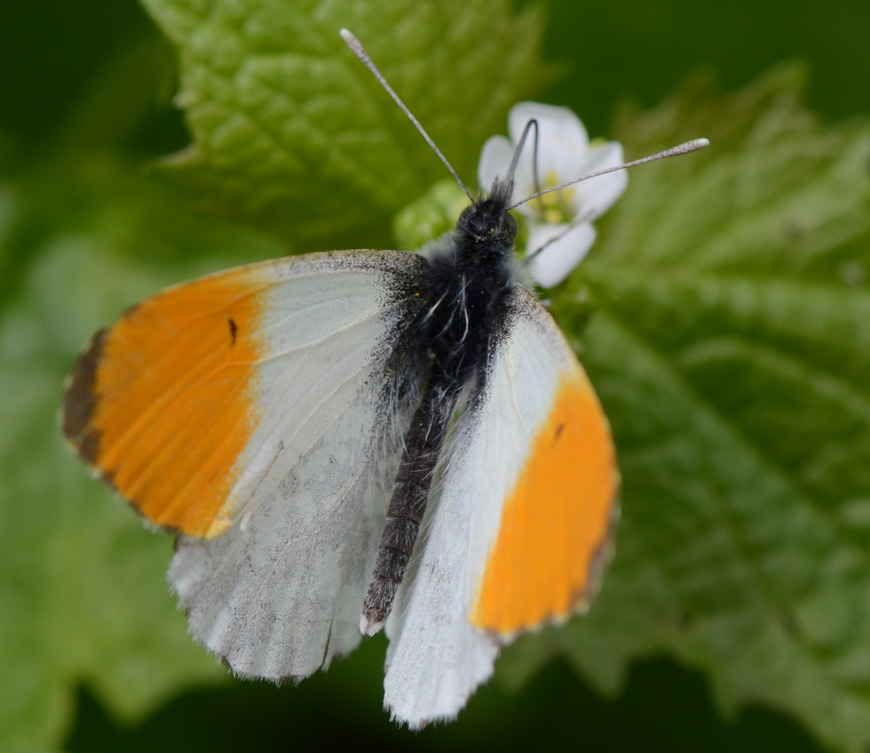 Orange tip ©2014 Steve Arnold