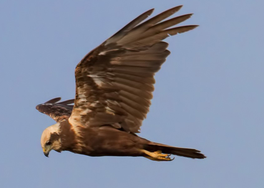 Marsh Harrier