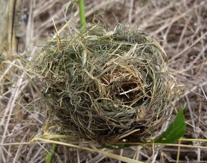 Harvest Mouse Nest