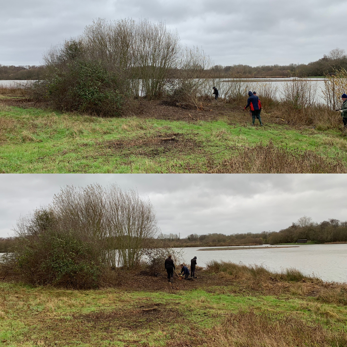 Willow removal