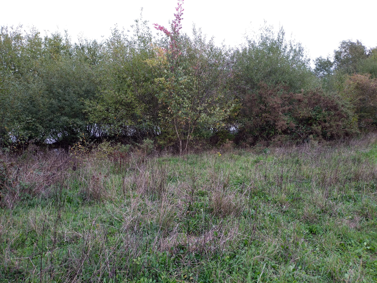 Shoreline pre-clearance