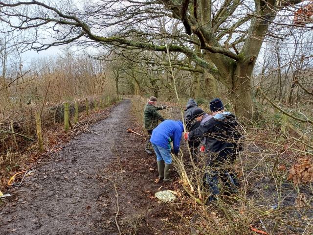 Hedgelaying