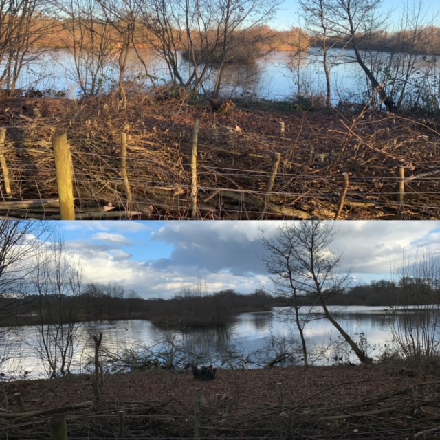 Hedgelaying